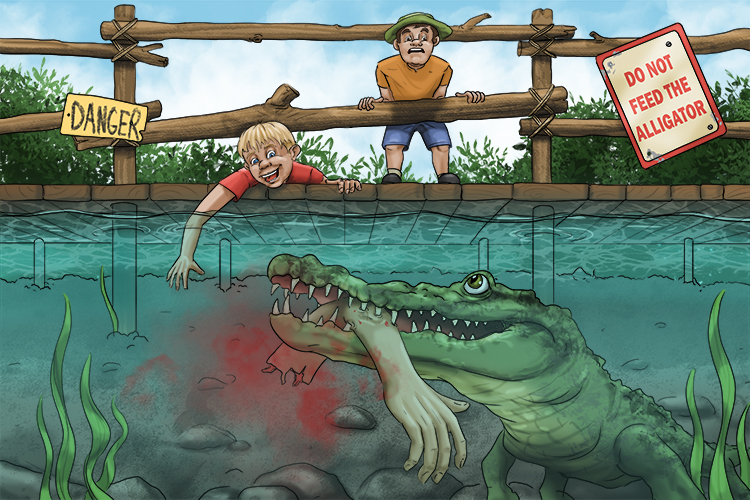They shouldn't reach down and touch the alligator; it can bite their arm (alcanzar) off.